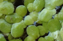 Lemna minor