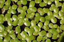 Lemna minor