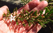 Myoporum parvifolium