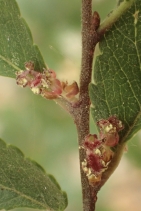 Ulmus parvifolia