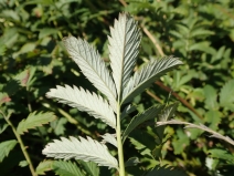 Potentilla anserina