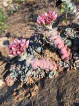 Sedum laxum ssp. heckneri