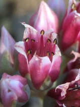 Sedum laxum ssp. heckneri