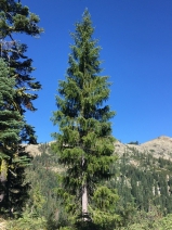 Picea breweriana