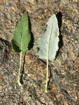 Eriogonum compositum