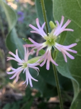 Silene occidentalis