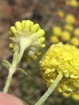 Eriogonum siskiyouense