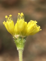 Eriogonum congdonii