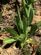 Thelypodium brachycarpum