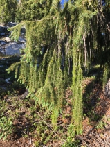 Picea breweriana