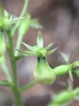Listera banksiana