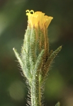 Dittrichia graveolens