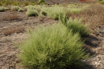 Dittrichia graveolens
