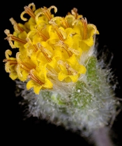 Arnica spathulata