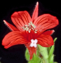 Epilobium canum