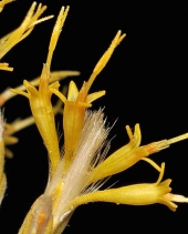 Ericameria nauseosa var. speciosa