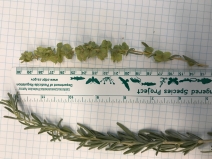 Atriplex canescens var. canescens