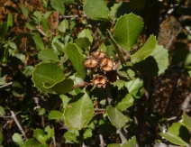Ceanothus ferrisiae
