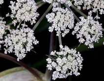 Angelica genuflexa
