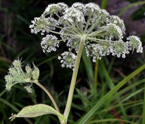 Angelica genuflexa