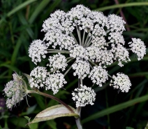 Angelica genuflexa