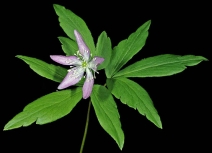 Anemone oregana var. oregana