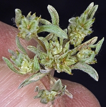Ancistrocarphus filagineus