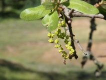 Quercus douglasii