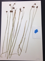 Juncus bolanderi