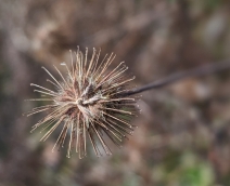 Geum macrophyllum