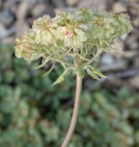 Eriogonum ursinum