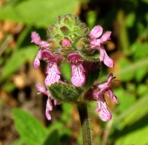 Stachys pycnantha