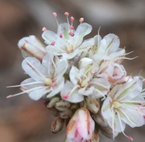 Eriogonum kennedyi
