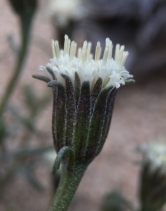 Chaenactis xantiana