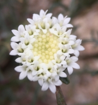 Chaenactis xantiana