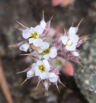 Chorizanthe spinosa
