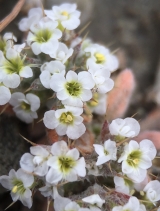 Chorizanthe spinosa