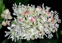 Actaea rubra