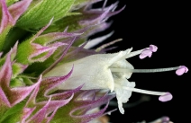 Agastache urticifolia