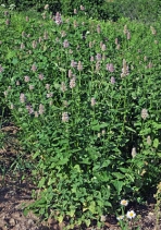 Agastache urticifolia