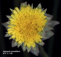 Agoseris grandiflora var. grandiflora