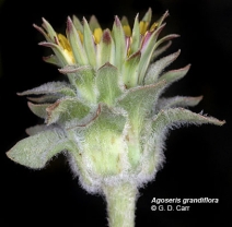 Agoseris grandiflora var. grandiflora