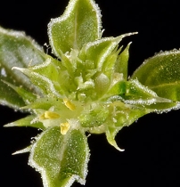 Amaranthus californicus