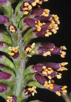 Amorpha fruticosa