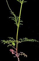 Gilia capitata ssp. capitata