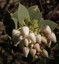Arctostaphylos obispoensis