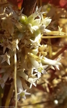 Cuscuta californica
