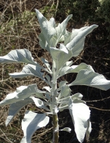 Encelia farinosa