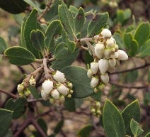 Arctostaphylos hookeri ssp. hookeri