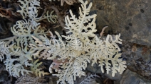 Constancea nevinii